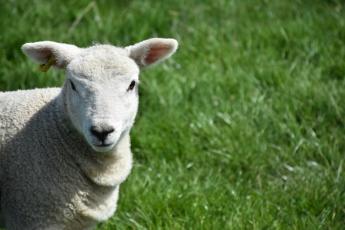 Ausztria betiltotta a magyar és szlovák élőállat és egyes állati eredetű termékek importját