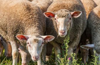 Júniusban sertésből és juhból kevesebbet tartottak az egy évvel korábbinál