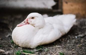 Madárinfluenza vírus jelenlétét igazolta a Nébih Hajdú-Bihar vármegyében egy tenyészkacsa telepen