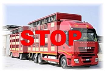 A NYÁRI HŐSÉGRE TEKINTETTEL KORLÁTOZZÁK AZ ÉLŐÁLLAT SZÁLLÍTÁSOKAT