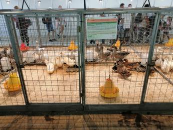 Aktívak a tenyésztők, javult az őshonos baromfi-fajták helyzete