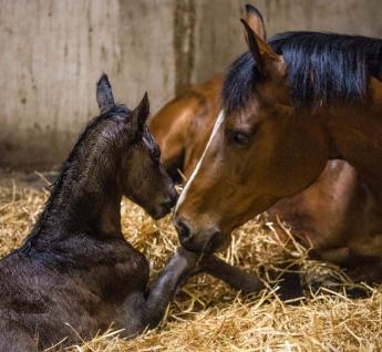MÓDOSULT AZ ŐSHONOS FAJTÁK IN SITU MEGŐRZÉSÉNEK FELTÉTELE A SZAPORULAT ELFOGADÁSÁT ILLETŐEN