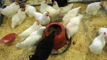 Módosítások a takarmányozásban