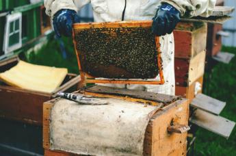 Június végétől pályázható méhágazati támogatást hirdetett az Agrárminisztérium