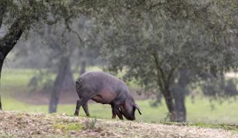 A katalán összeesküvés