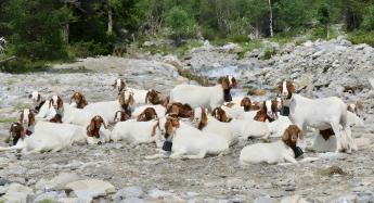 Egyre csökken az Európai Unió állatállománya