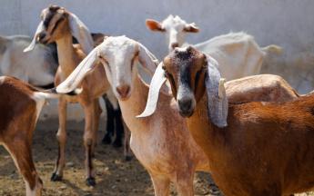 Kincstári közlemény: az anyakecsketartás csekély összegű támogatásáról szóló 26/2014. (XI. 20.) FM rendelet szerinti csekély összegű támogatás igénybevételéről