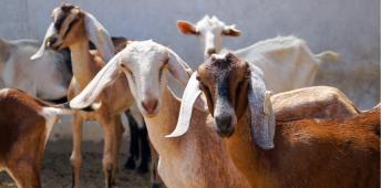 Újabb videó aloldal érhető el - SEBASTIEN projekt