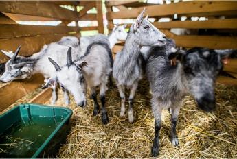 KÉRŐDZŐ SZERKEZETÁTALAKÍTÁSI TÁMOGATÁSI JOGOSULTSÁG MEGSZŰNÉSE
