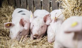 AKÁR NYERTESEI IS LEHETÜNK az európai sertéspiac átrendeződésének