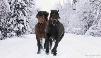 Népszerűsíteni és fejleszteni kell a lótartást