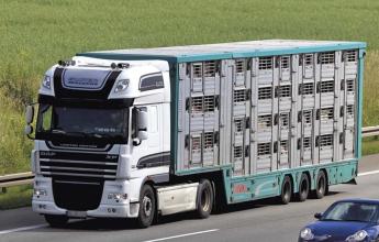 Új szabályokat javasol az Európai Bizottság az állatszállításra