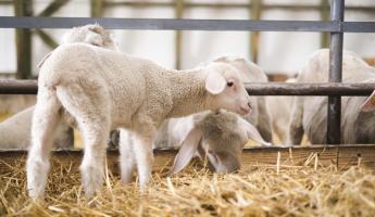 A BÁRÁNY IRÁNTI KERESLET STABIL, a kínálattal ugyanakkor vannak még bajok