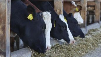 Küzdelmes év vár a szarvasmarhatartókra