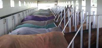 Szigorodnak és egységesebbé válnak az állatszállítások új uniós szabályai