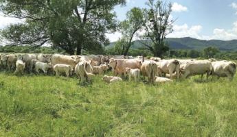 A LEGELTETÉS IDŐZÍTÉSE