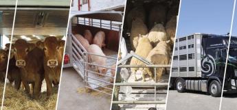 AZ UNIÓS ÁLLATSZÁLLÍTÁSI SZABÁLYOK JÓK, csak be kellene őket tartani