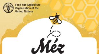 FAO infografika: Érdekességek a mézről