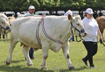 MÁJUSBAN LEHET PÁLYÁZNI a húsmarha állatjóléti támogatásra