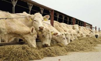 Sokan voltak kíváncsiak a CHAROLAIS KÜLLEMI BÍRÁLÓ KÉPZÉSRE