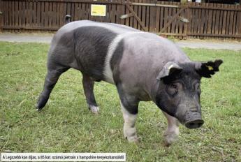 A LEGSZEBB SERTÉSEKET vitték Vásárhelyre