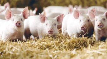 Állatjólét növelése és a környezeti terhelés csökkentése