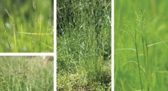 Legfontosabb hazai legelés- és taposástűrő pázsitfűfajaink- aljfüvek