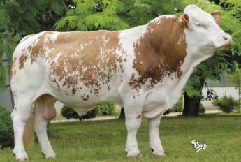 Adatok bűvöletében a Magyartarka Tenyésztők Egyesületénél