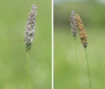 Rétjeink és kaszálóink leggyakoribb tarackos pázsitfűfajai