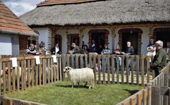 Nagy számban keltek el tenyészállatok az idei KOS- ÉS BAKÁRVERÉSEKEN