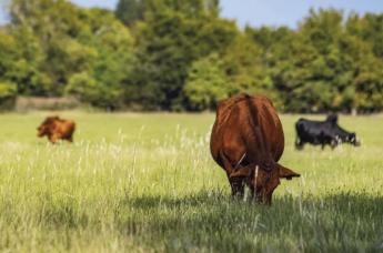 HÚSMARHAÁLLOMÁNYOK ásványianyag-ellátásának vizsgálata