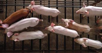 FUNKCIONÁLIS TEREK TUDATOS KIALAKÍTÁSA A SERTÉSKUTRICÁKBAN