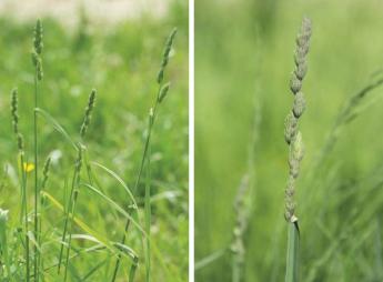 Rétjeink és kaszálóink leggyakoribb lazabokrú pázsitfűfajai