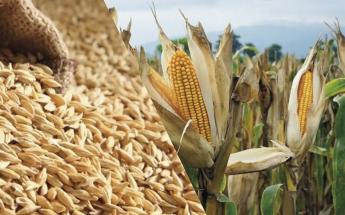 Az extrém időjárás jelentős károkat okozott a növénytermesztésben