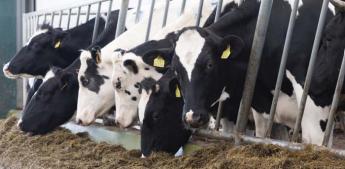 A tenyésztési eljárások és a tradicionális küllem újraértékelése