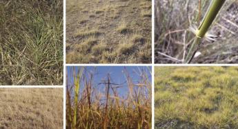 C4-es füvek hatása a gyep fenológiájára, hozamára és minőségére