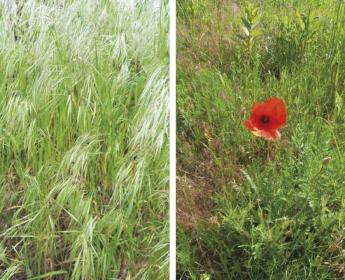 FONTOS A TERVEZÉS - Az őszi gyeptelepítés előnyei