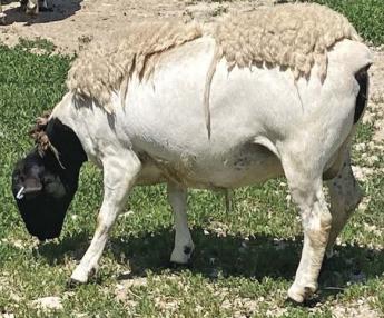 Különleges tulajdonságok - Egy tenyésztő saját tapasztalatai a dorper juhról