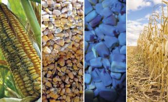 Négy hét kánikula hatása- Mekkora gondot okoz idén a toxin?