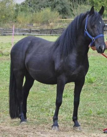 Székely ló: újraéled egy legendás fajta