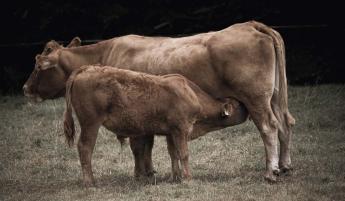 Nagy érdeklődés van a magyar szarvasmarhák iránt