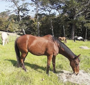Szénahas: a gyenge minőségű takarmány hatása lovakra