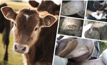 53 év után az RSZKF ránk törte az ajtót