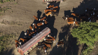 A MÁSZ álláspontja az állatvédelemmel és állatszállításokkal kapcsolatos bizottsági elképzelésekről