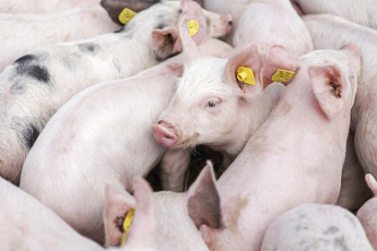 Kőműves Kelemen malacai - A román sertéságazat (reménytelen?) helyzete