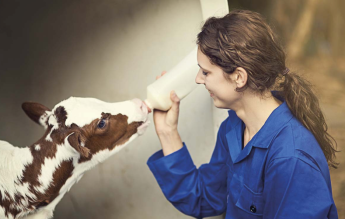 Új képzéseket indítana a kormány a hazai állategészségügyi helyzet javítására