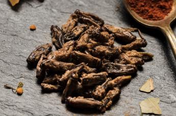 A rovarok nem fognak az ember fő táplálékforrásává válni