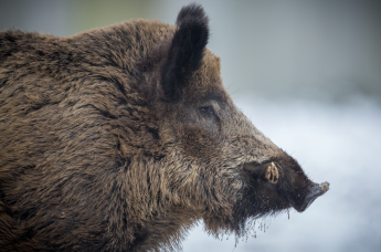 Soron kívüli ASP-intézkedések a déli határ mentén