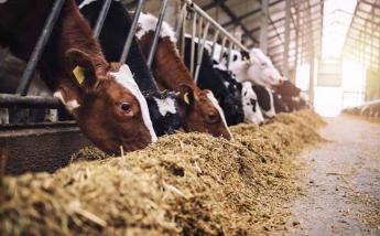 A hazai RSZKF-járvány piaci hatásainak elemzése