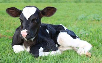 Az RSZKF járvány mindenkit megrázott